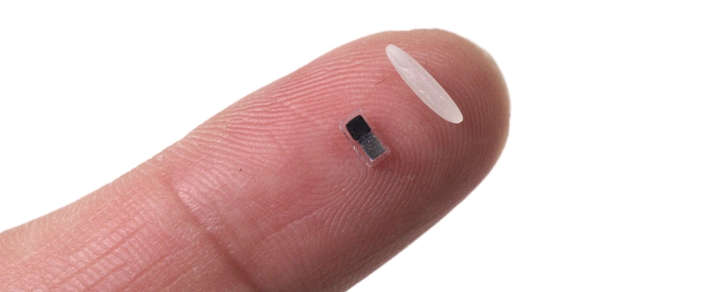 World's Smallest Pacemaker Is The Size of a Rice Grain